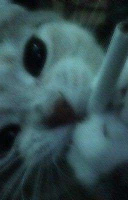 a hard life in bright eyes