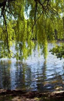 Под той самой ивой 