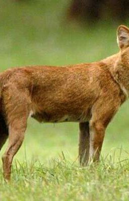 Селин:история красно-черного волка 