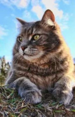 Большие кошачьи приключения