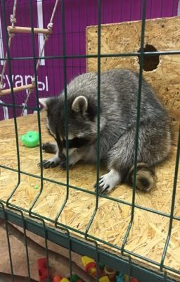 Свободу попугаю!