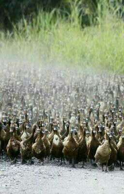 История Утинска