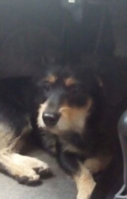 Мой Лучший Друг 