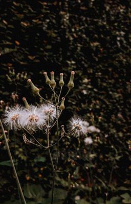 Florarium Extinctarum