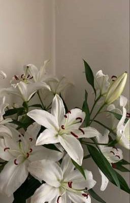 Альбом, карандаш и белые лилии