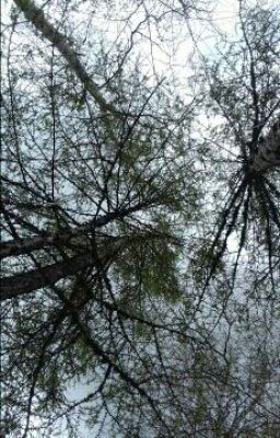 Академия Оборотней