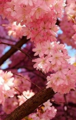 Лепестки на ветру