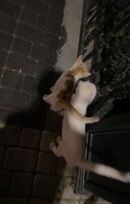 Придуманная мною любовь 