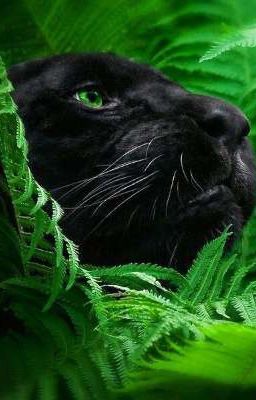 Вор рассказывает сказки 