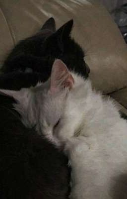 Жить в твоей голове