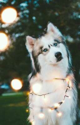 Мой настоящий друг