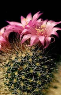 Когда цветет кактус.