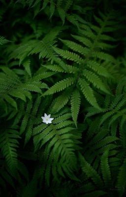 Цветок папоротника