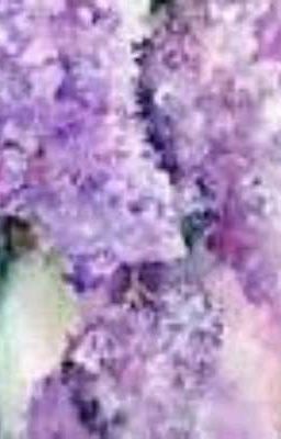 За окном цветёт сирень