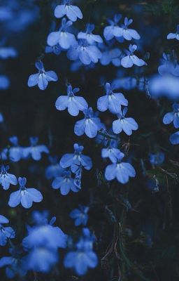 Северный ветер