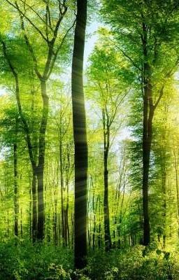 Необычная поездка в деревню 