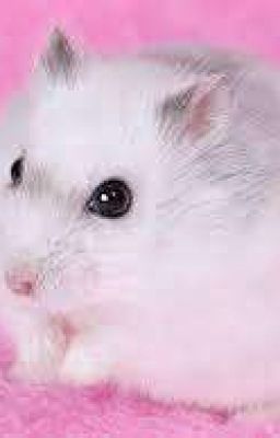 Дневник Хомяка