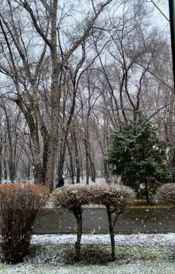 Первый снег