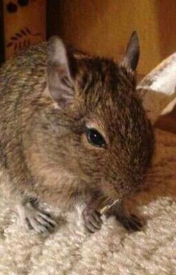 Не берите дегу 