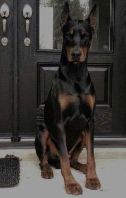 Песни Мои Любимые 