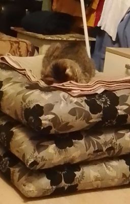 Жизнь Эрика