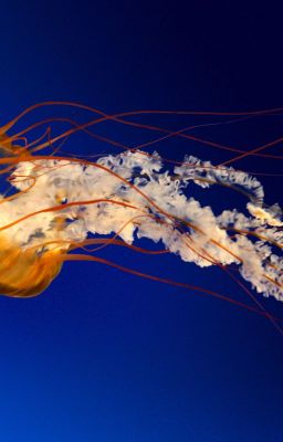 Путь художника