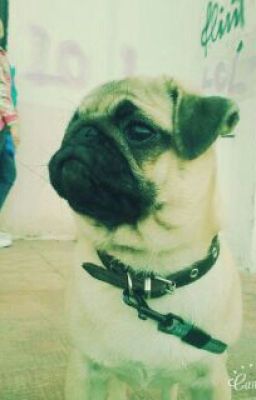 От Врага До Парня