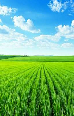 Долгожданный звонок