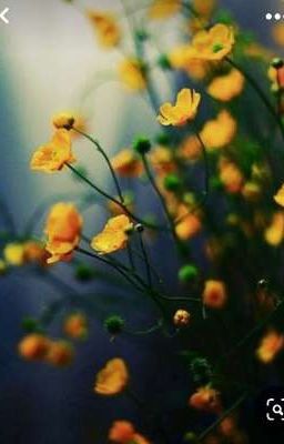 ✨💚💜Влюбиться за неделю 💜💚✨(ПикоВару)