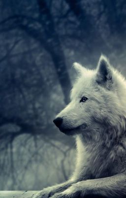 Моя сраная жизнь