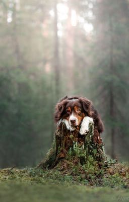 Рассказы из лесной глуши