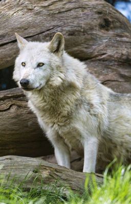 Право на любовь