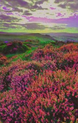 Когда зацветёт вереск 