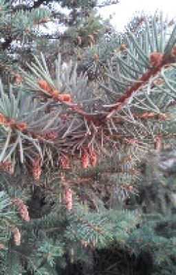 сыновний долг