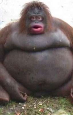 Обезьяны школы