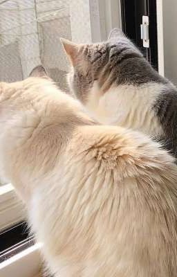 Любовный узел 