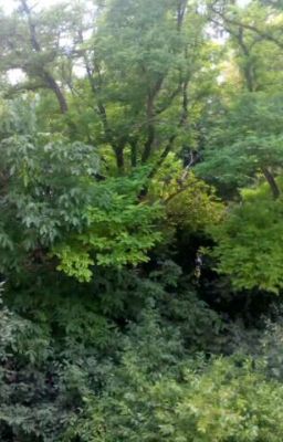 Лучшие Подруги