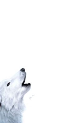 мой любимый зверь