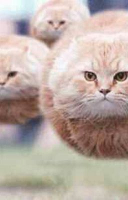 Приключения Кота Васи.